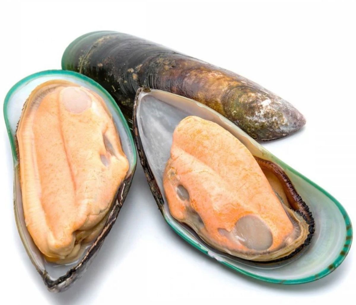 Scoici Green Shell'S 