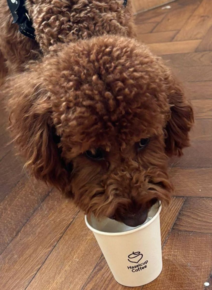 Pup Cup