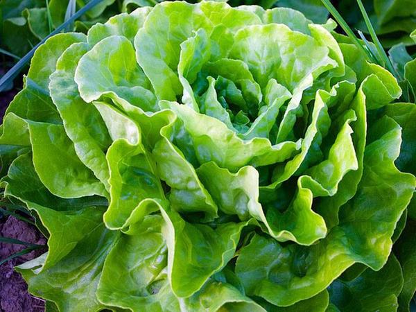 Salată Verde